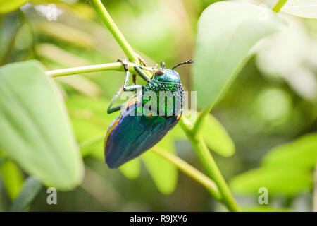 Gioiello beetle sulla foglia albero sulla natura / verde bug di gioiello beetle e altri nomi metallizzate legno noioso beetle , Buprestid Foto Stock