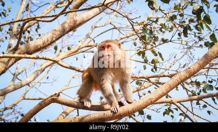 Monkey su albero / bella scimmia maschio in cerca di cibo sulla struttura ad albero - comune asia monkey brown fur (Macaca fascicularis) Foto Stock