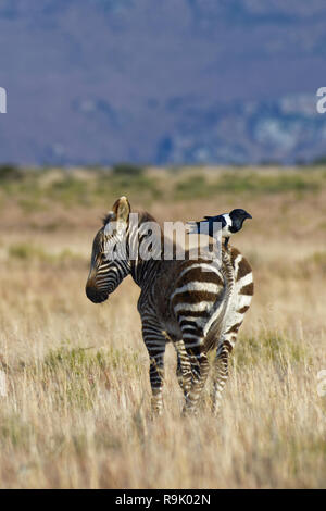 Cape mountain zebra (Equus zebra zebra), giovane, stando in piedi in un terreno erboso aperto, un pied crow (Corvus albus) sulla sua schiena, Mountain Zebra National Park, Est Foto Stock