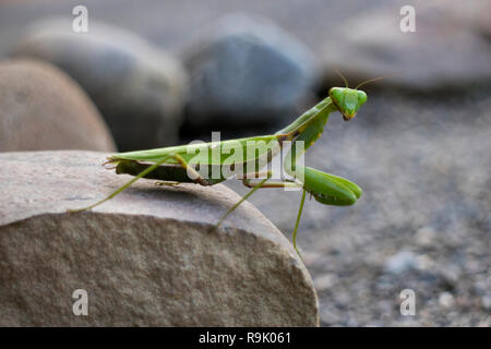 Verde Mantide Religiosa seduto su una pietra vicino fino Foto Stock