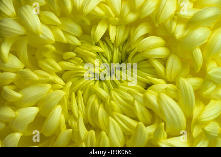 Cuore di un crisantemo giallo pieno frame Foto Stock