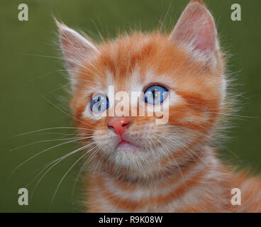 Il gatto rosso con gli occhi blu e bianco con cautela i baffi guarda dritto. Sfondo verde. La foto. Fluffy carino carino gattino Foto Stock