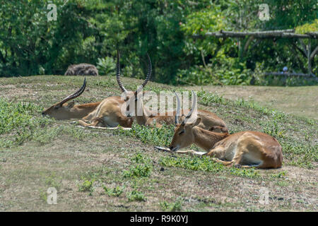 Gruppo di antilopi Kobus leche in appoggio su un'erba. Estate giornata di sole Foto Stock