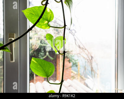 twig of green leaf ivy houseplant and view of rural backyard through home window Foto Stock
