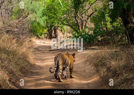 Una tigre maschio cub passeggiata di mattina presto la marcatura del territorio al parco nazionale di Ranthambore. india Foto Stock