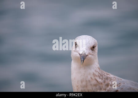 Colpo alla testa di aringa seagull sulla costa della Croazia Foto Stock