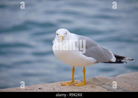 Colpo di seagull sulla costa della Croazia Foto Stock