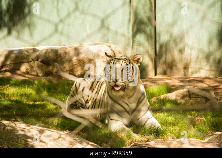 Vista ravvicinata di bella bianco tigre del Bengala allo zoo. Gli animali in cattività Foto Stock