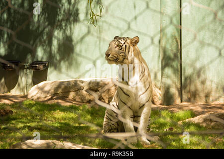 Vista ravvicinata di bella bianco tigre del Bengala allo zoo. Gli animali in cattività Foto Stock