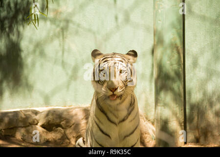 Vista ravvicinata di bella bianco tigre del Bengala allo zoo. Gli animali in cattività Foto Stock