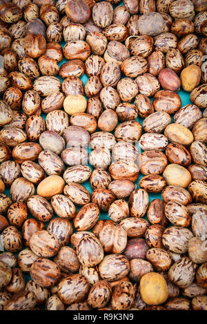 Olio di ricino Semi / semi di ricino marrone su sfondo - Ricinus communis Foto Stock