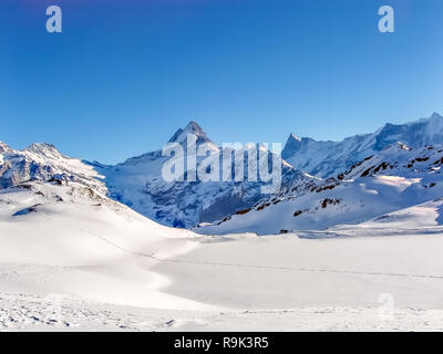 Wetterhorn 3692m picco di montagna, visto dal percorso tra la prima e la Faulhorn, Grindelwald, Svizzera. Foto Stock