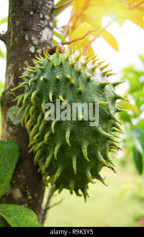 Soursop o Fico d'India anone / frutta Soursop sull'albero impianto per il trattamento del carcinoma Foto Stock