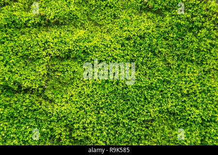 Il muschio verde sul vecchio muro di cemento. verde muschio sfondo texture Foto Stock