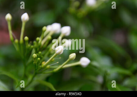 Cape Jasmine fiore bianco. Foto Stock
