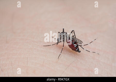 Mosquito succhiare il sangue dalla pelle umana close up Foto Stock