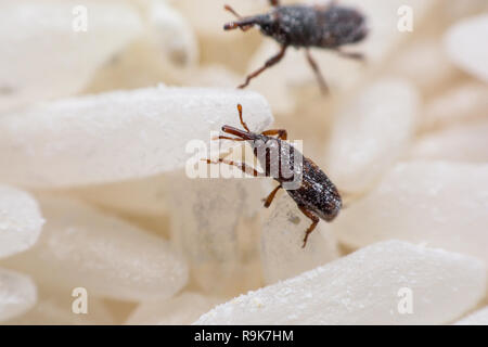 Curculione di riso o scienza nomi Sitophilus oryzae vicino sul riso bianco distrutto. Foto Stock