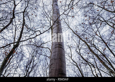 Alberi scattato dal fondo posizione direzione verso il cielo. La foto è stata scattata in tedesco nei boschi della regione Eifel. Molti rami con foglie di autunno r Foto Stock