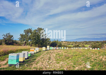 Linee di alveari a Cipro nel luglio Foto Stock