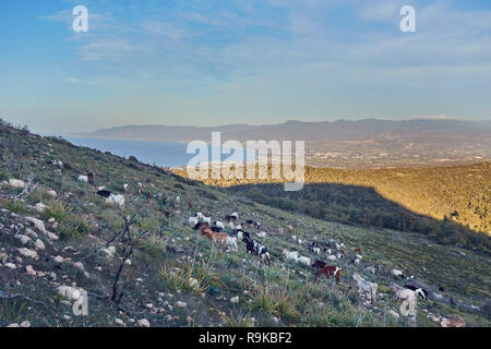 Capre pascolano sulle colline del Parco Nazionale di Akamas Cipro. Foto Stock