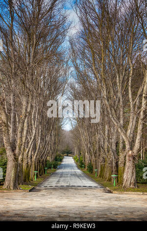 Il percorso di rosso gli alberi di castagno in autunno. Di fronte il Palazzo Bianco (Beli Dvor) entro lo stesso complesso come il Palazzo Reale, il residuo ufficiale Foto Stock