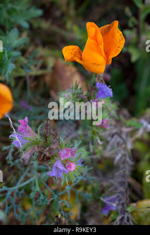 Close-up di splendida fioritura del Papavero californiano fiori selvatici - Eschscholzia californica Foto Stock