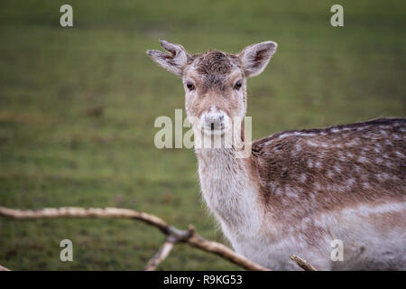 Daini (Damwild / Dama Dama) in inverno Foto Stock