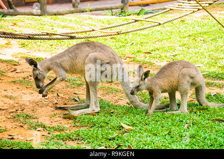 Canguro grigio di mangiare qualcosa da terra, Vinpearl Safari Phu Quoc park con la flora e la fauna esotica, Phu Quoc in Vietnam Foto Stock