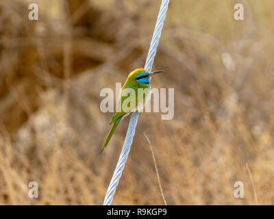 Green Gruccione (Merops orientalis) su un ramo, questi uccelli sono ampiamente distribuiti in tutta l'Africa sub-Sahariana dal Senegal e Gambia in Etiopia, Foto Stock