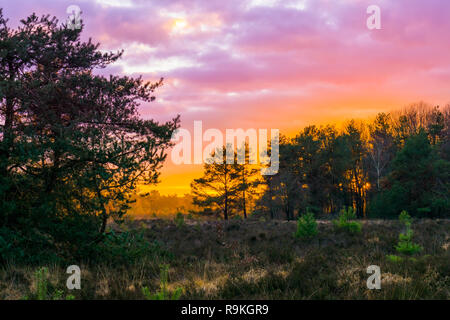 Tramonto in una foresta heather paesaggio con nubi stratosferiche polari, un raro fenomeno meteorologico che colora il cielo rosa Foto Stock