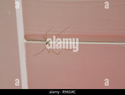 Lunga cantina corposo spider seduta sul soffitto, un insetto cannibale che si mangia la propria natura quando il cibo è la paura Foto Stock