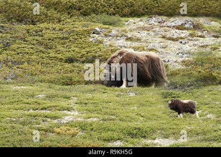 Muskox (Ovibos moschatus). Musk ox pacificamente in piedi su erba con vitello in Groenlandia. Mighty belva. Coperto, grosso animale con corna in nat Foto Stock