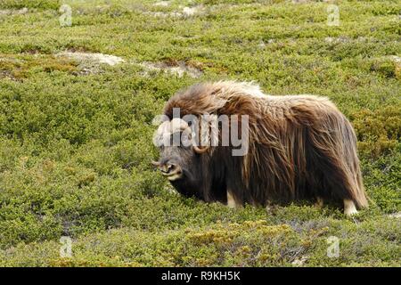 Muskox (Ovibos moschatus). Musk ox bull pacificamente in piedi su erba in Groenlandia. Mighty belva. Coperto, grosso animale con le corna nella natura ha Foto Stock