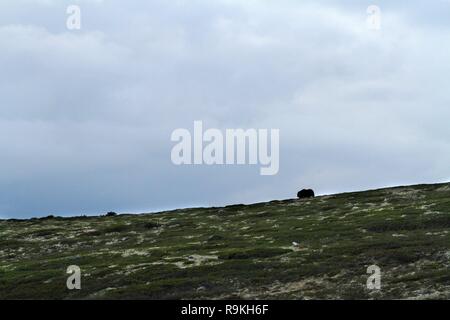 Muskox (Ovibos moschatus) permanente sulla horizont in Groenlandia. Mighty belva. Grandi animali nella natura habitat, Artico e paesaggio con erba, cl Foto Stock