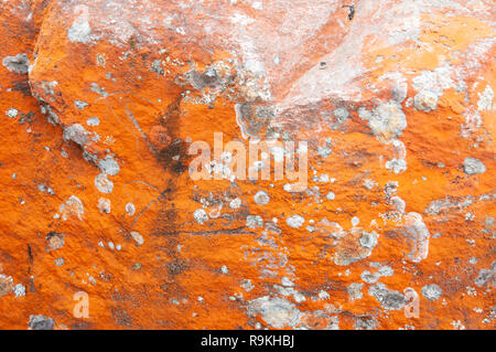 Close-up di una chiazza di colore arancio brillante Trentepohlia sp. alga che cresce su rocce. Il colore arancione brillante è causato dalla presenza di grandi quantitativi di Foto Stock