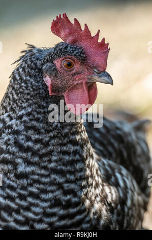 Libera che vanno sbarrate Rock hen pollo in cantiere Foto Stock