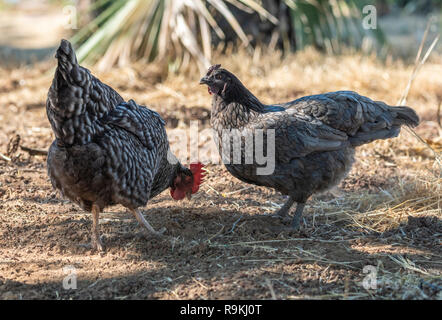 Bloccate il Rock e gallina Cemani polli in cantiere senza intervallo Foto Stock