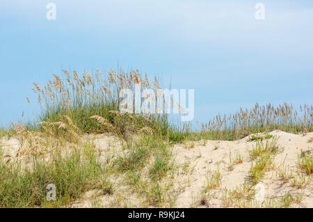 Mare di avena e dune a Virginia Beach, VA Foto Stock