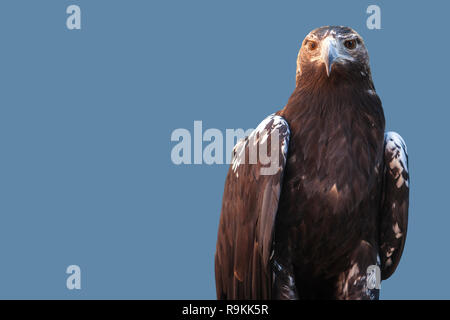 Spanish imperial eagle o Aquila adalberti. Isolato su sfondo blu con spazio per il testo Foto Stock