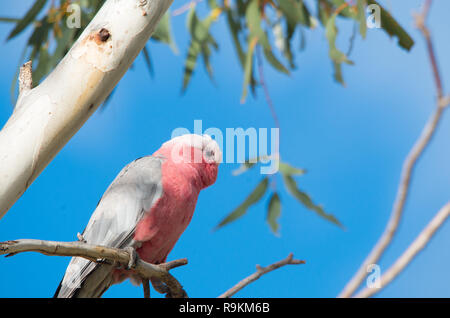 Galah appollaiato in un albero su un blu giornata di sole Foto Stock