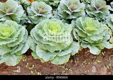 Il cavolo in fiore nel giardino, il fuoco selettivo Foto Stock