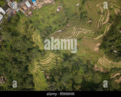 Alta Vista panoramica dei campi di riso lavoratori nell isola di Bali, Indonesia Foto Stock