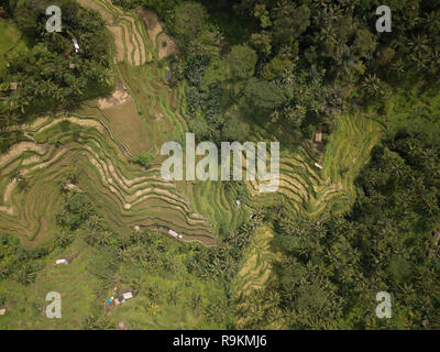 Alta Vista panoramica dei campi di riso lavoratori nell isola di Bali, Indonesia Foto Stock