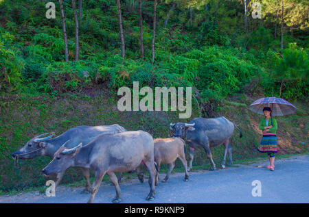 Agricoltore vietnamita nel countrside vicino ha Giang Vietnam Foto Stock