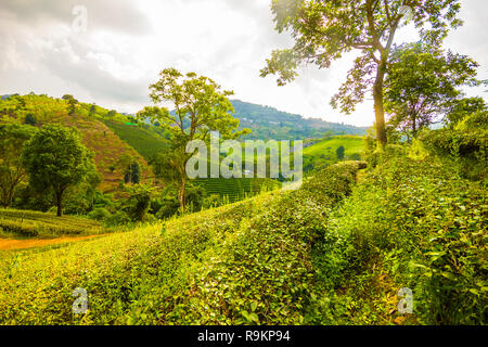 Bella verde fresco tè oolong piantagione di campo, Mae Salong vicino a Chiang Rai, a nord della Thailandia in Asia Foto Stock