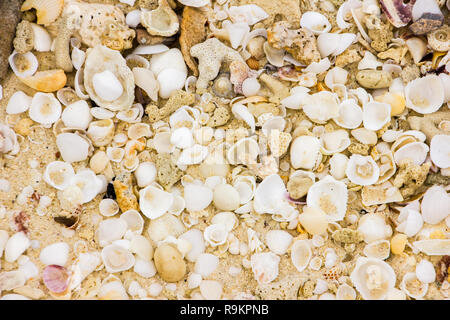 Conchiglie di mare sulla spiaggia di sabbia, Koh Lanta, Krabi in Thailandia Foto Stock