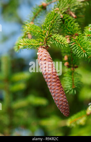 Focalizzato closeup di una fresca pineta singolo cono nella parte anteriore del ago sfocata filiali in estate. Foto Stock