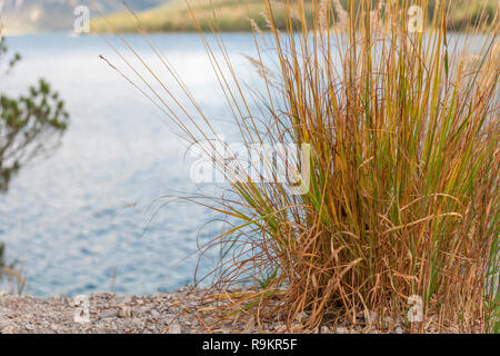 Panorami Estivi vista al Plansee in Austria con reed-ciuffi di erba (lat: Phragmites) in primo piano focalizzato. Foto Stock