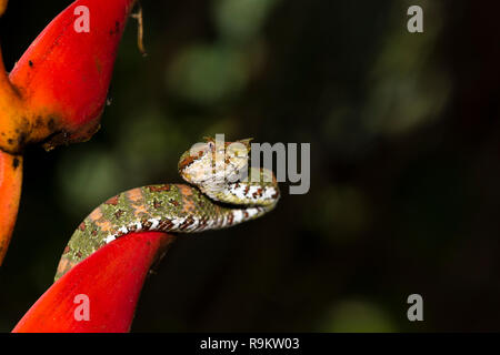 Infame Spotted Pitviper ciglia in Costa Rica Foto Stock