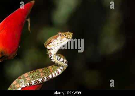 Infame Spotted Pitviper ciglia in Costa Rica Foto Stock